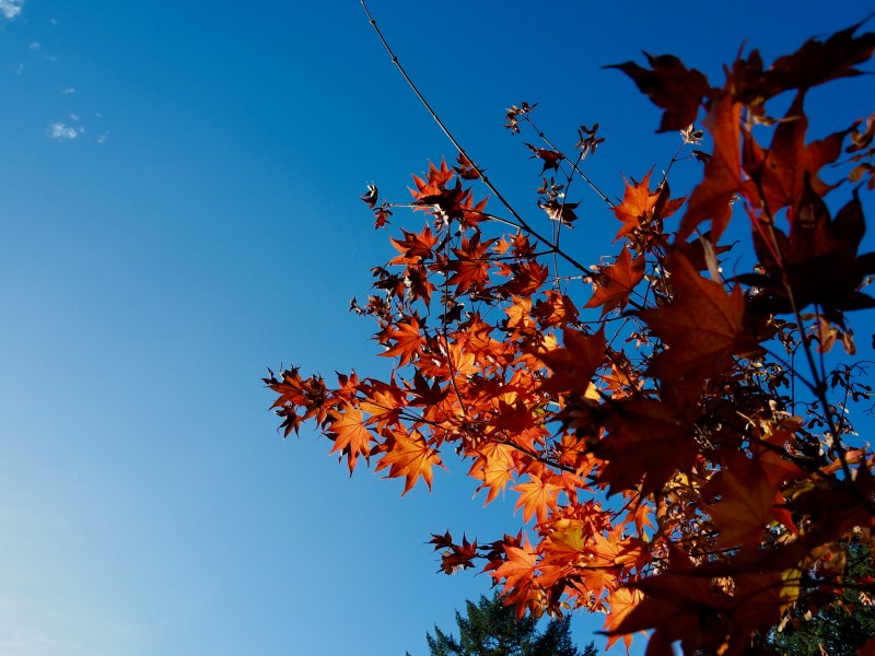 Orange maple leaves reaching upward into blue sky