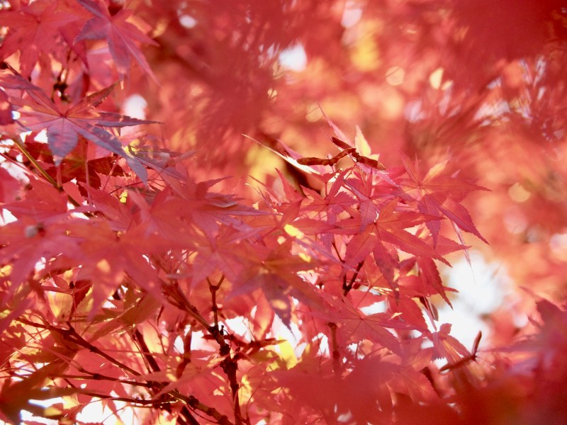 Red Japanese maple leaves