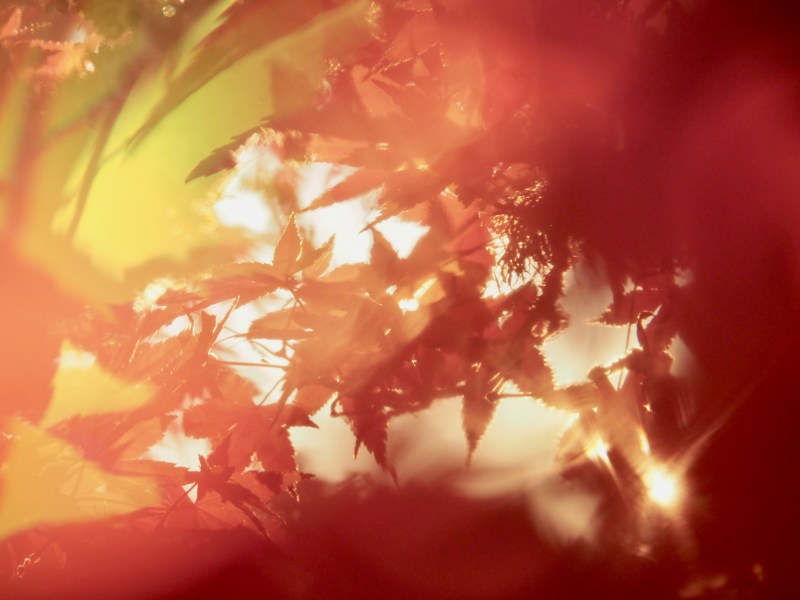 Orange and yellow Japanese maple leaves