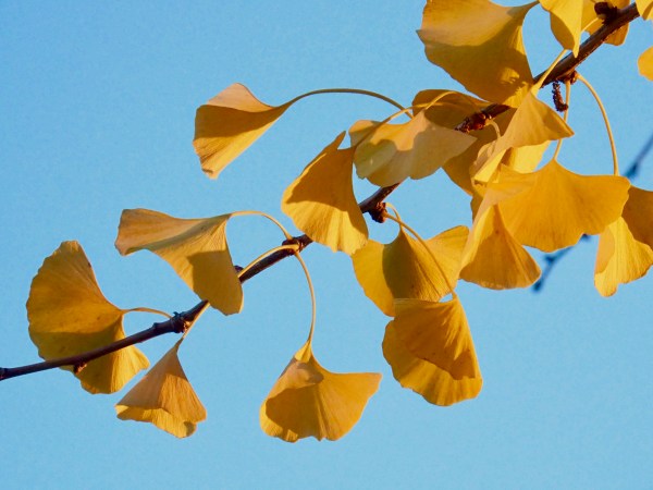 Yellow ginkgo leaves and blue sky