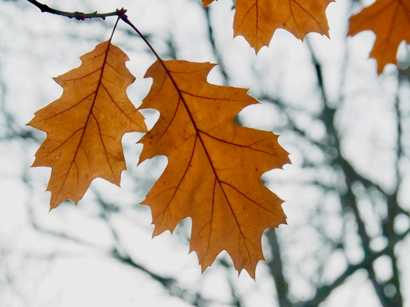 Brown oak leaves and white sky with bare branches