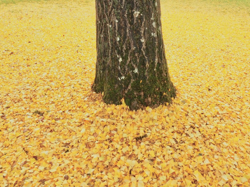 Tree trunk surrounded by yellow ginkgo leaves