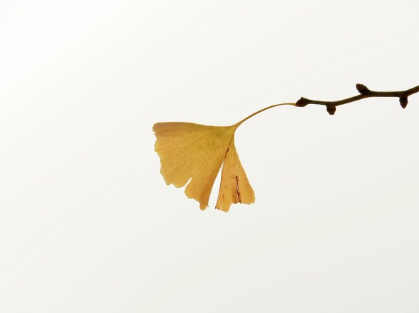 Yellow ginkgo leaf in white sky