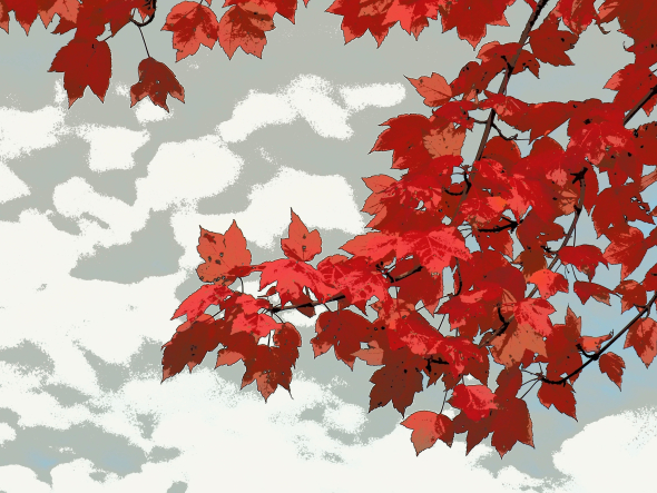 Red maple leaves against a white and grey sky