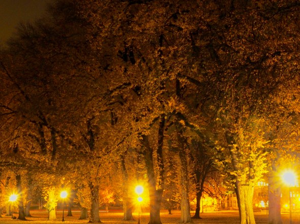 Large elm trees and yellow street lights at night