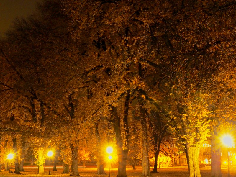Large elm trees and yellow street lights at night