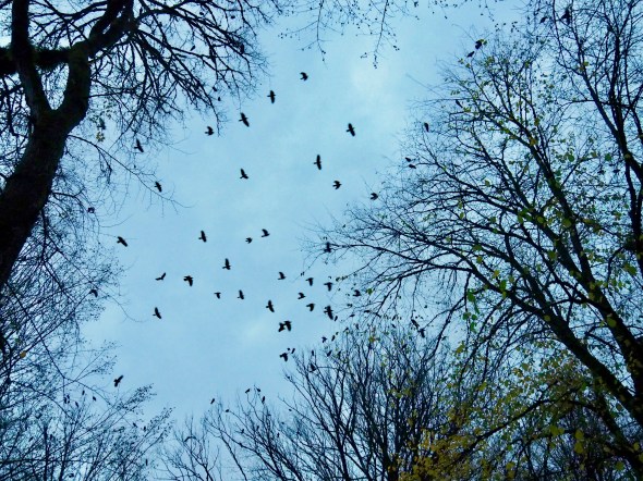 Many crows flying among large bare trees