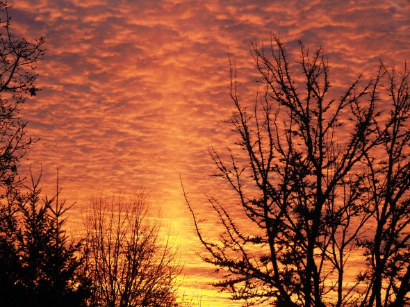 Orange clouds and silhouettes of bare trees