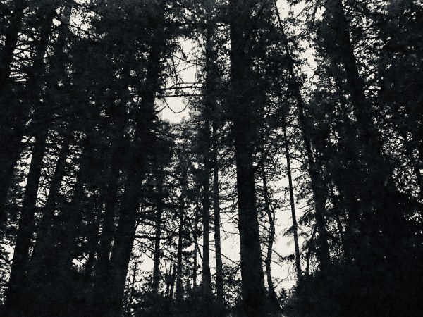 Large trees in black-and-white silhouette against sky