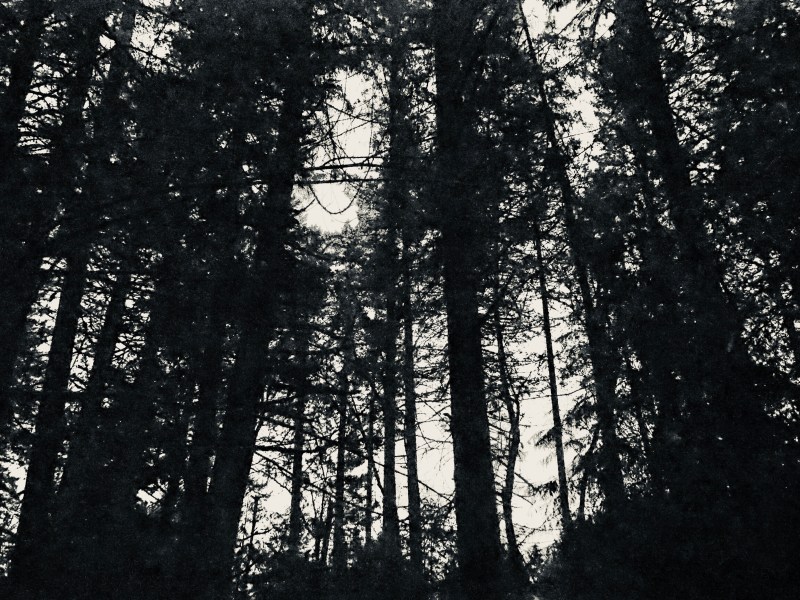 Large trees in black-and-white silhouette against sky