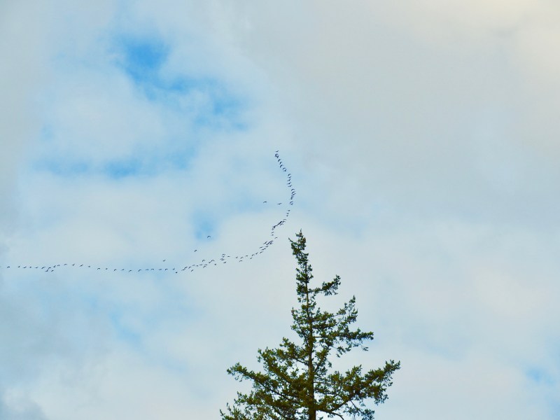 Flock of Canada geese and large tree