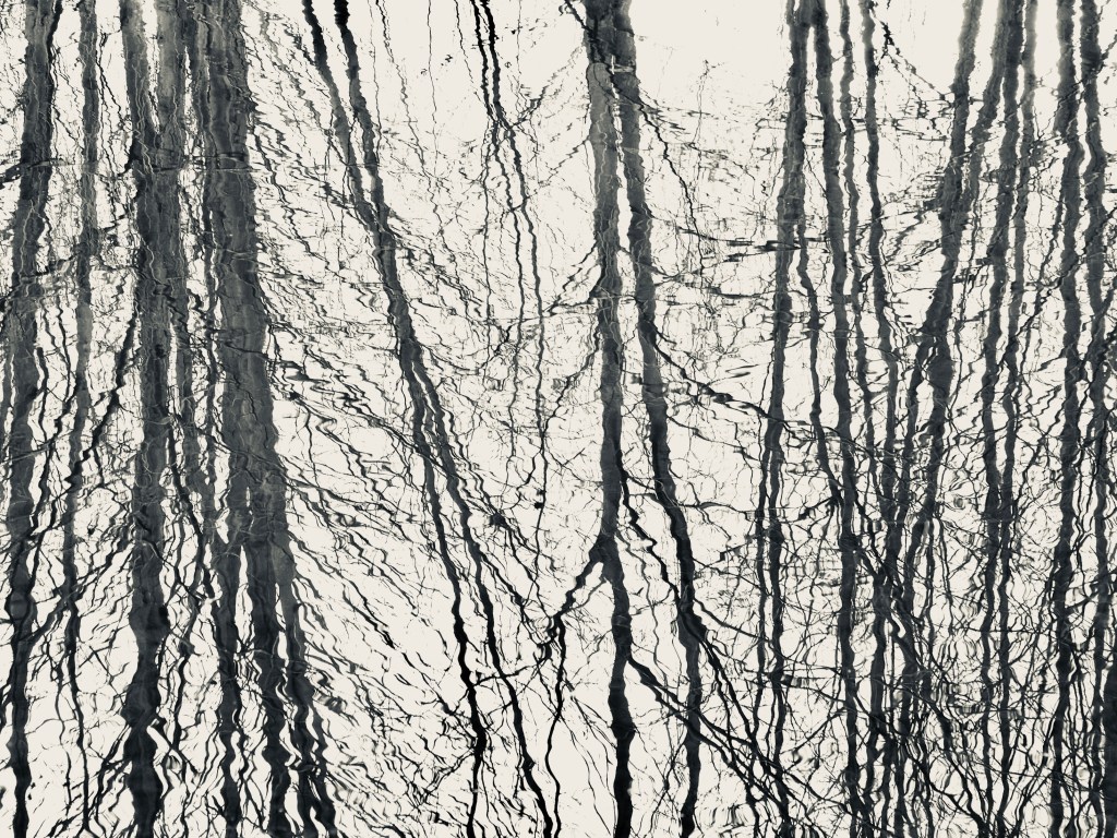 Bare trees reflected in marsh