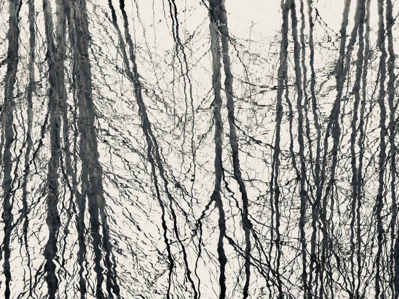 Bare trees reflected in marsh