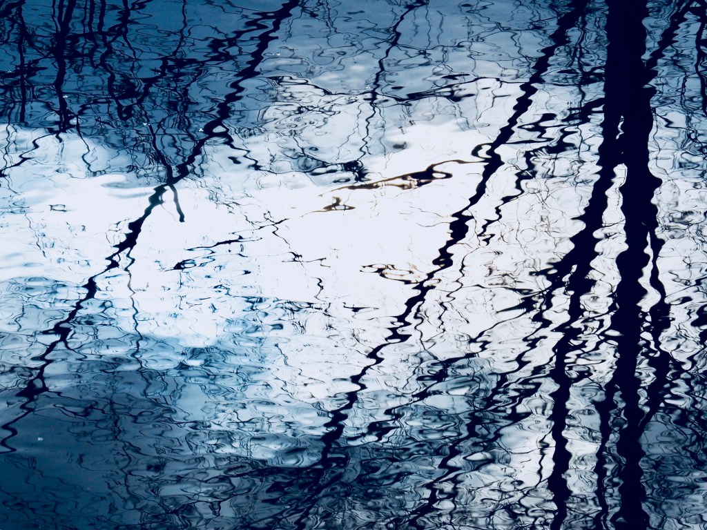 Reflections of bare trees silhouetted in marsh