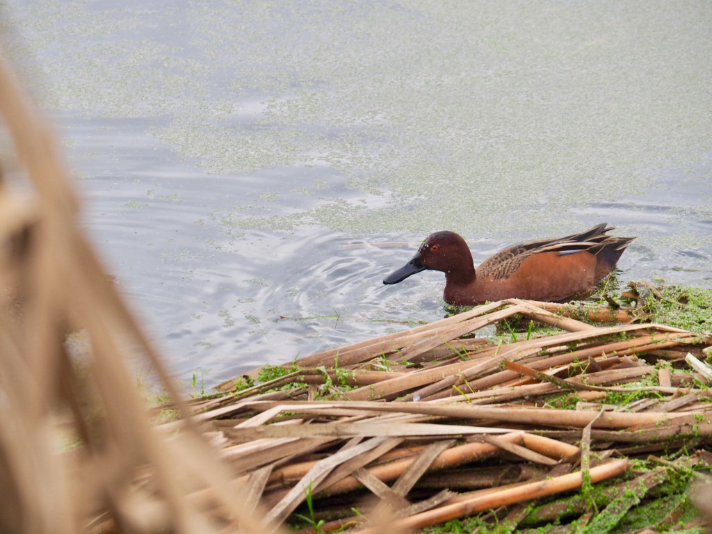 Cinnamon-colored duck floating in marsh