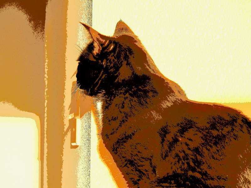 Brown and black cat looking away