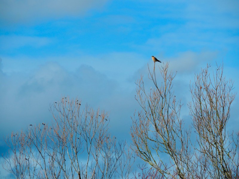 Kestrel perched on small branch at top of bare tree