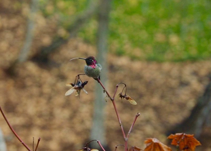 Anna's Hummingbird sitting on branch with its tongue sticking out