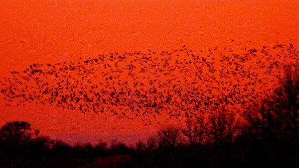 Hundreds of geese flying over bare trees at dusk