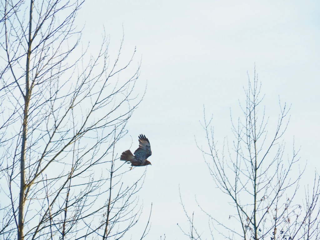 Red-tailed hawk flying out of bare traee