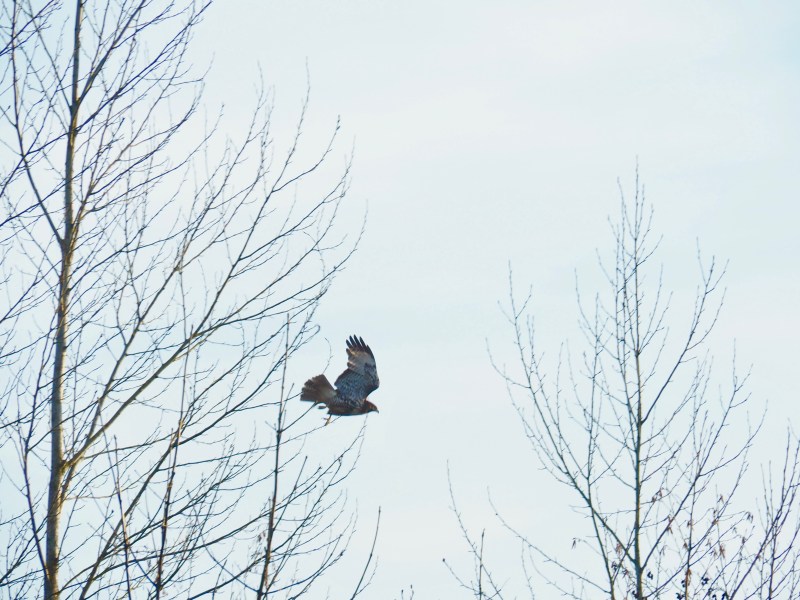 Red-tailed hawk flying out of bare traee