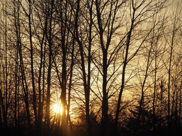 Setting sun glowing through branches of bare trees