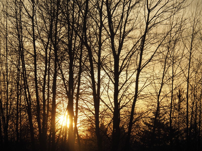 Setting sun glowing through branches of bare trees