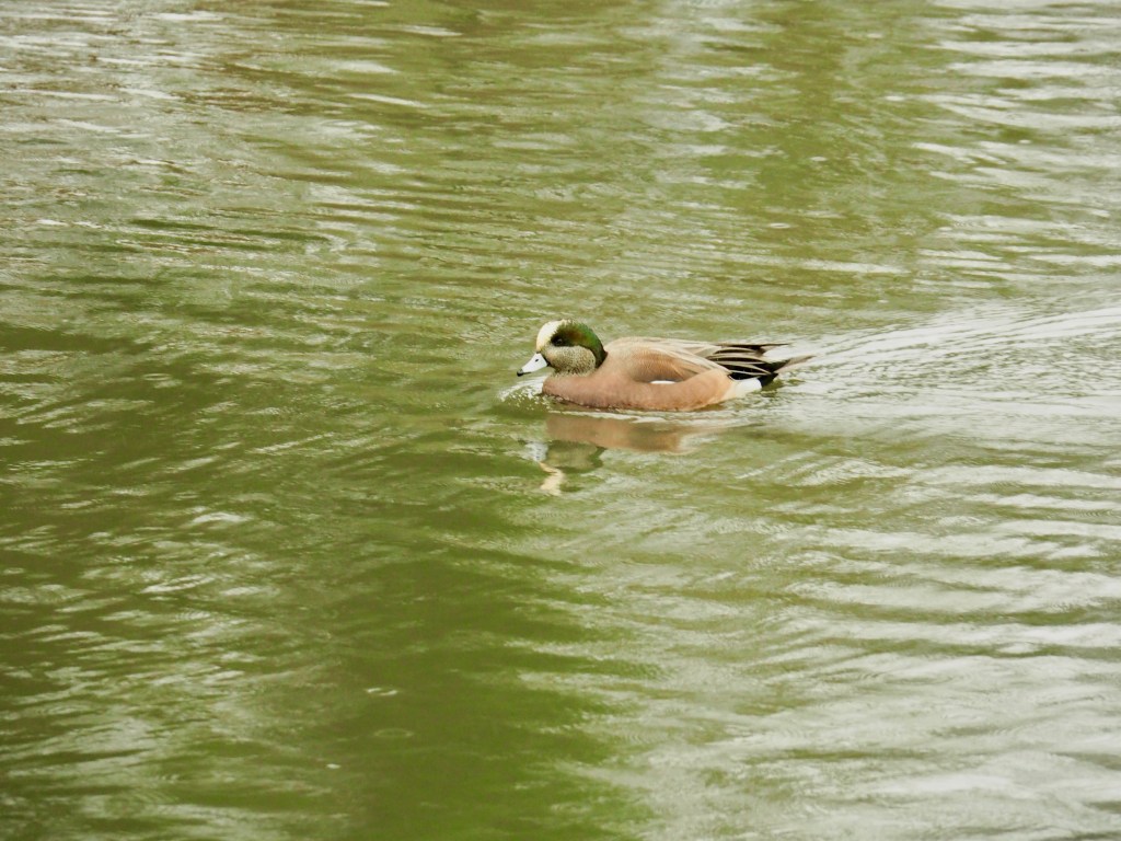 duck paddling in pond