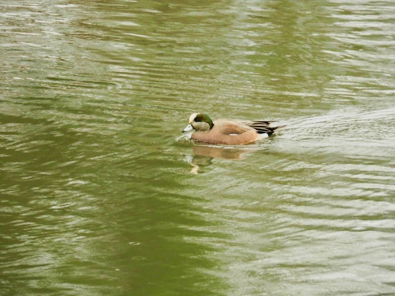 duck paddling in pond