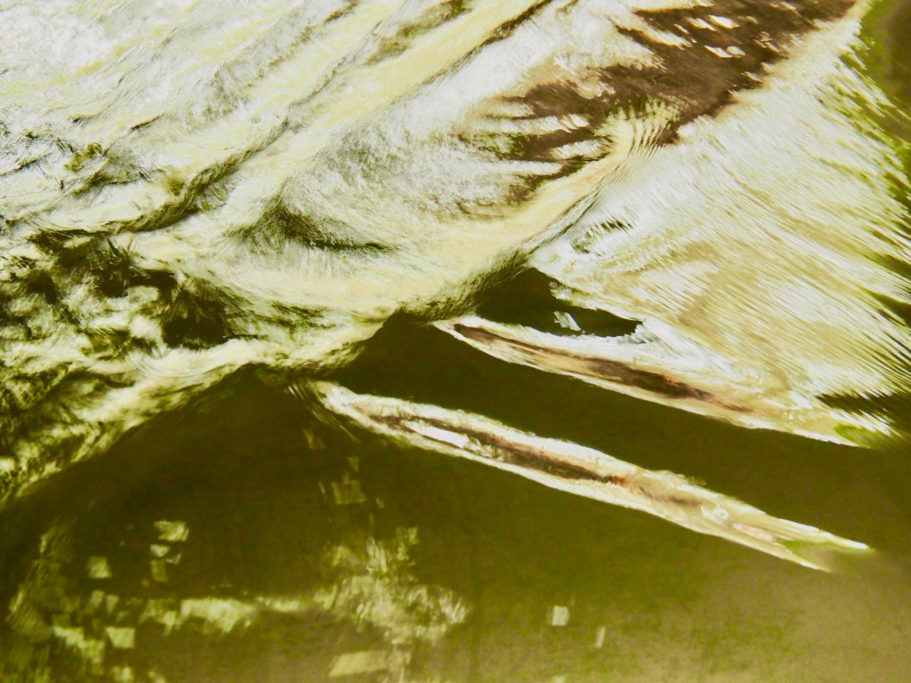 Golden ripples in creek.