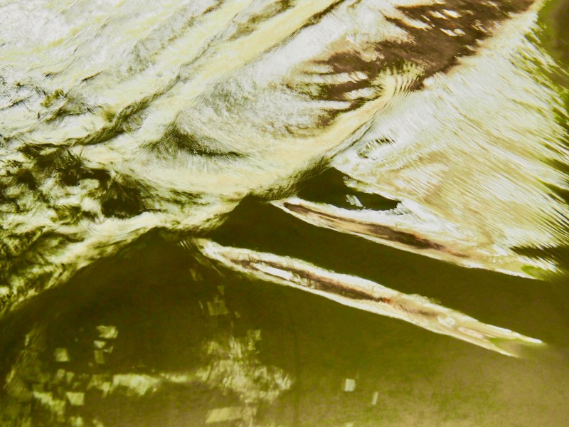 Golden ripples in creek.