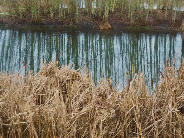 Cattails, trees and reflections in marsh