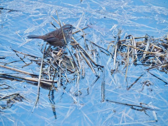 Sparrow standing in shallow water