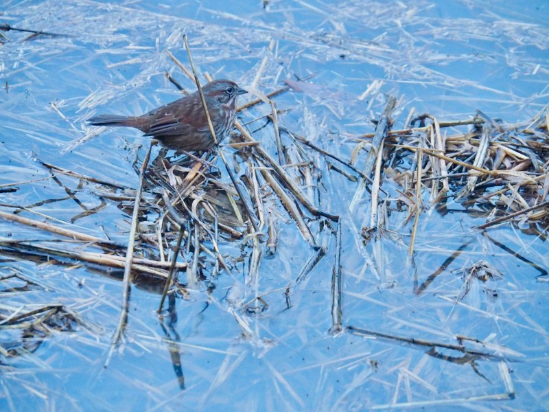 Sparrow standing in shallow water
