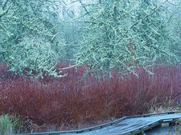 Boardwalk, bare trees & shrubs in marsh
