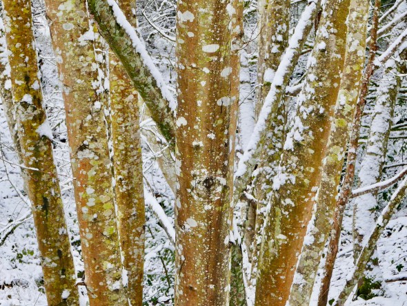Tree trunks and snow
