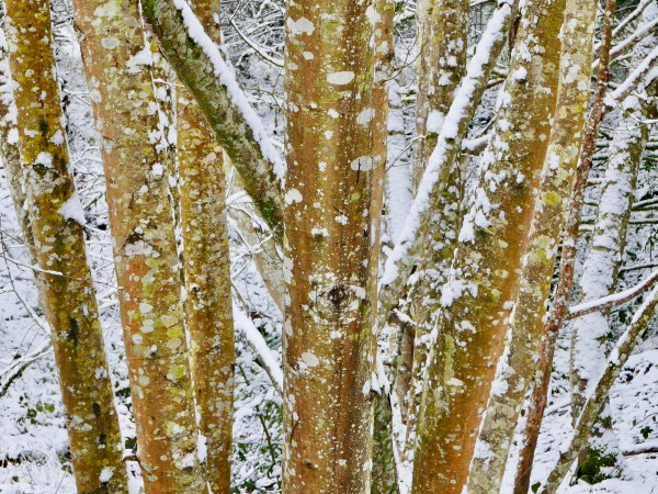 Tree trunks and snow