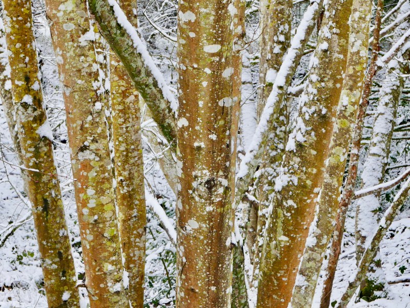 Tree trunks and snow