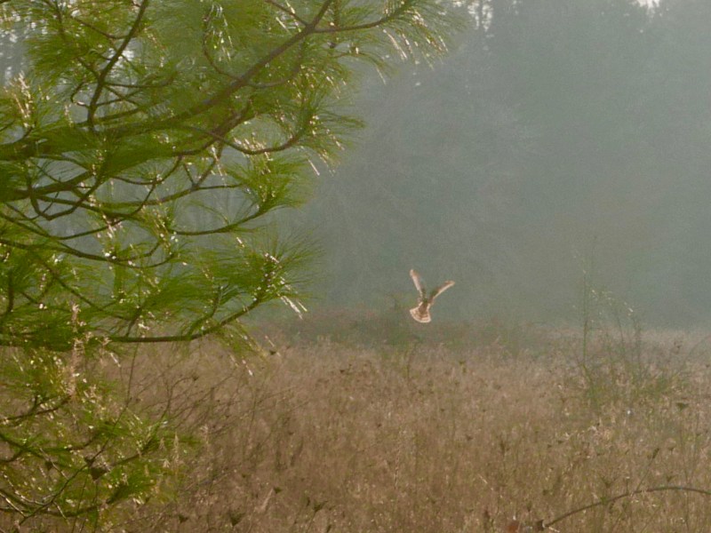 Marsh hawk hovering over meadow