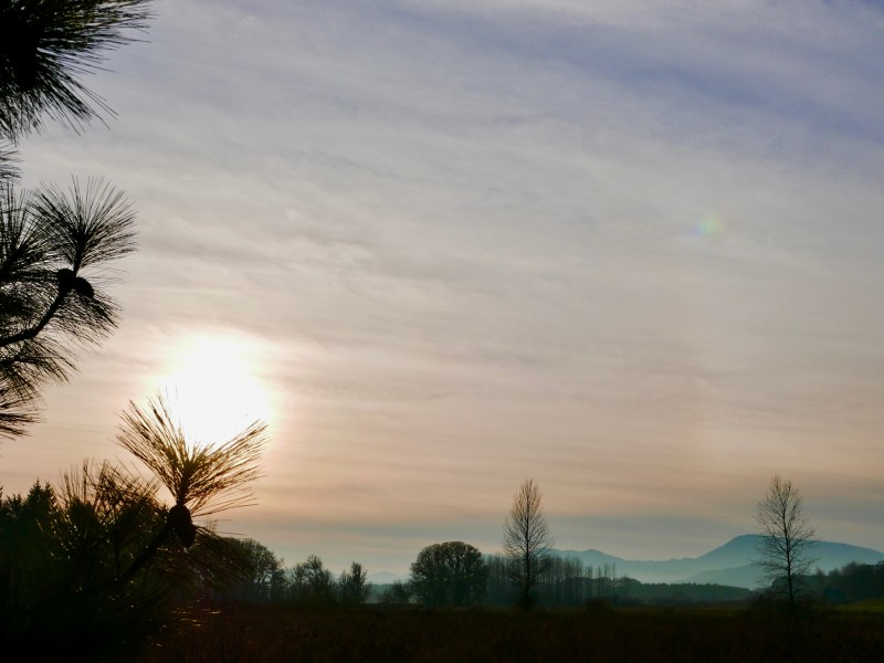 Hazy sun, pines, bare trees and distant blue mountains