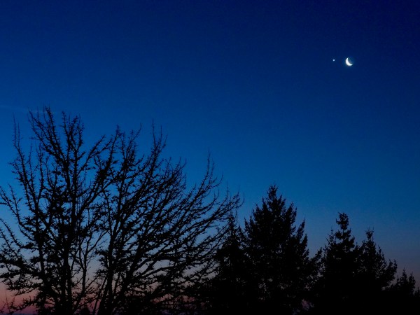 Venus and Crescent Moon in sky over silhouetted trees