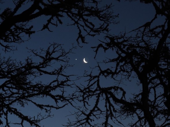 Crescent moon, venus and bare branches in silhouette