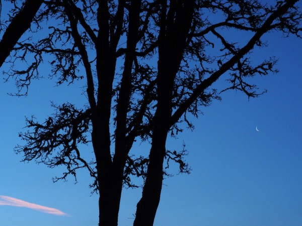 Bare trees and crescent moon in blue sky