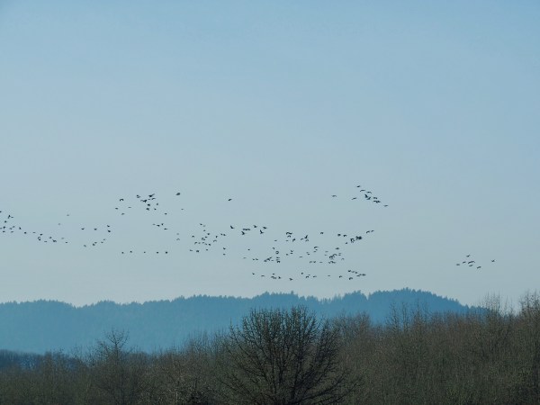 Flock of geese flying overt ridge and bare trees