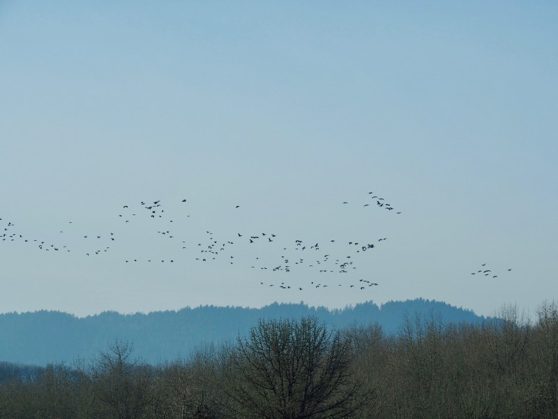 Flock of geese flying overt ridge and bare trees