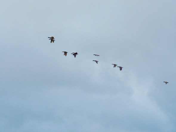 Small flock of mallard ducks flying
