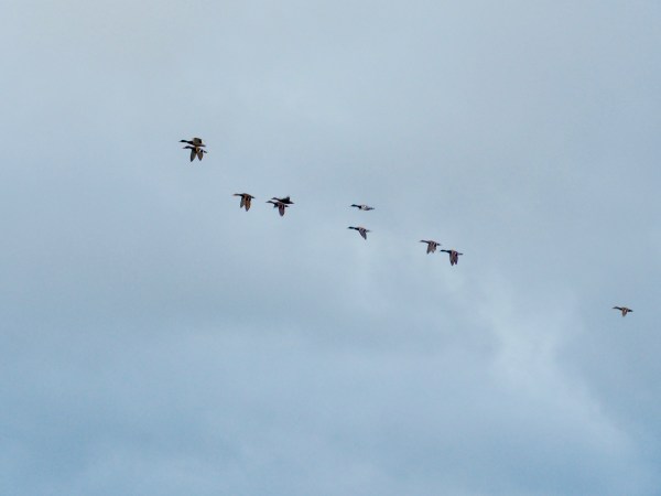 Small flock of mallard ducks flying