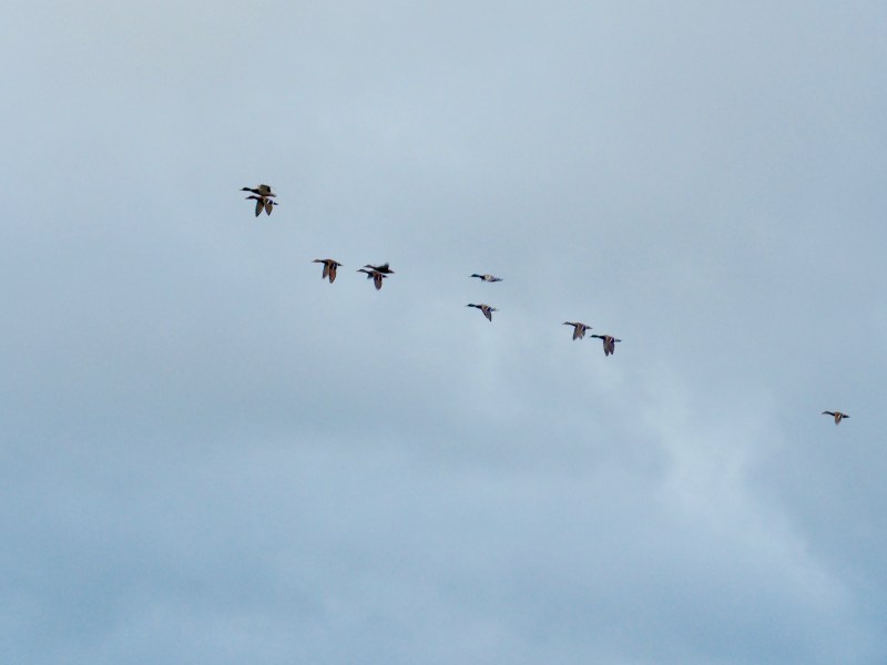Small flock of mallard ducks flying
