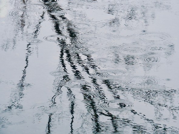 Bare tree reflected in pond