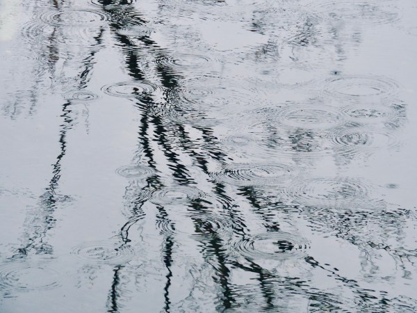 Bare tree reflected in pond